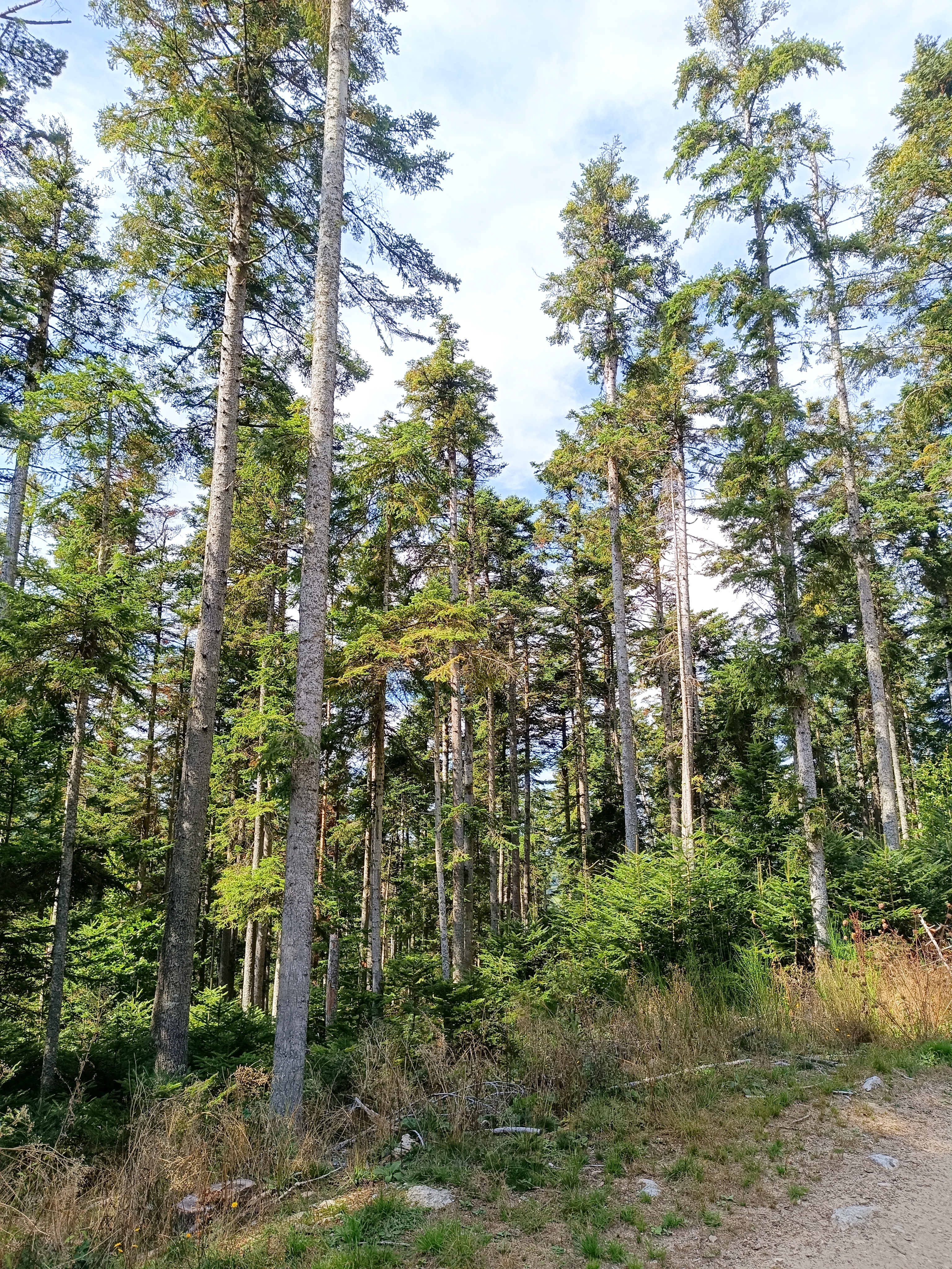 Forêt diagnostic